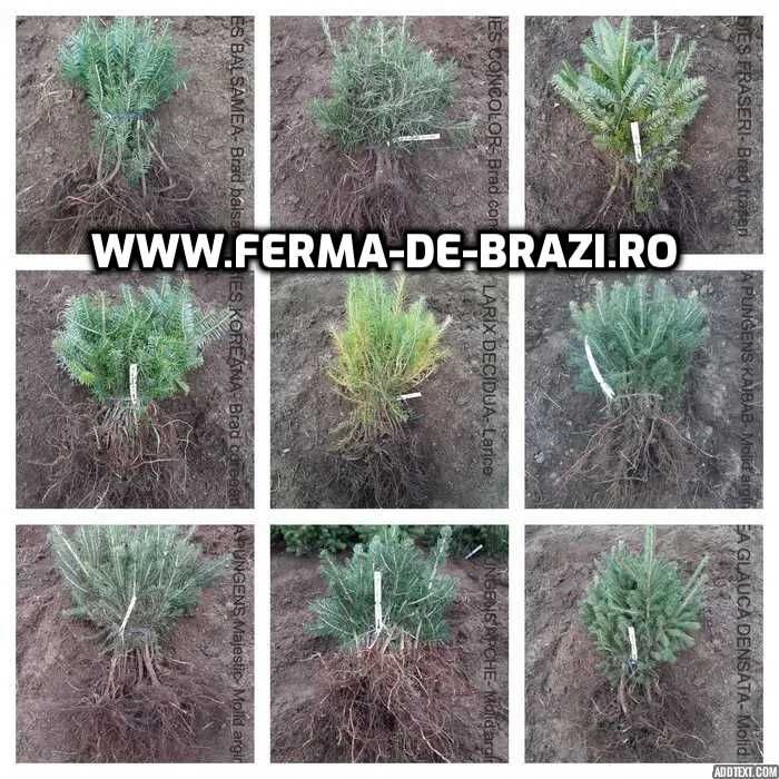 Pachet 1000 buc. puieti Infiintare Plantatie Pomi Craciun-10 specii