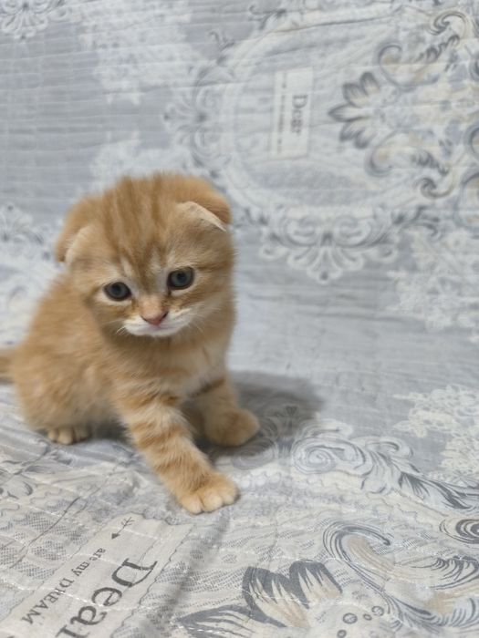 Готовятся приобрести новую семью очаровательные котята Скотиш Фолд