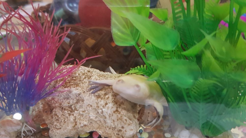 Домашни любимци...