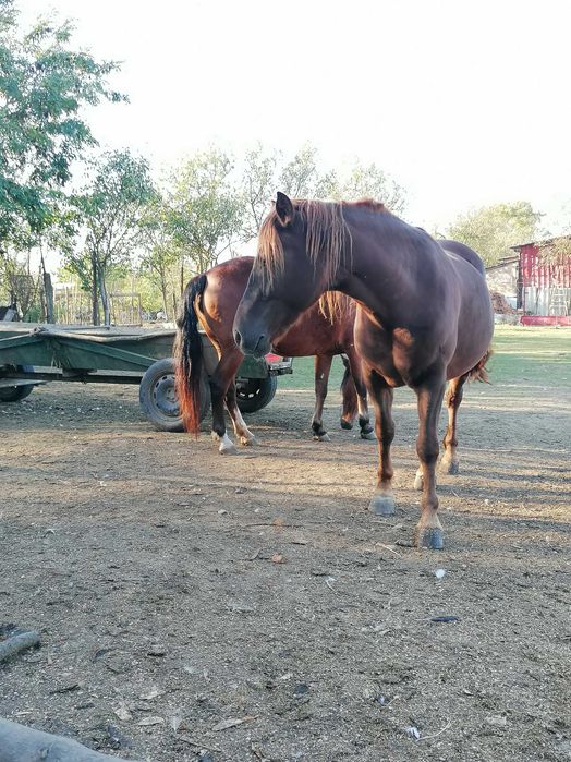 Doua iepe de vânzare