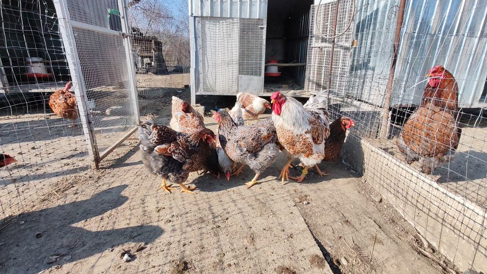 Ouă pt incubat wyandotte albastru auriu