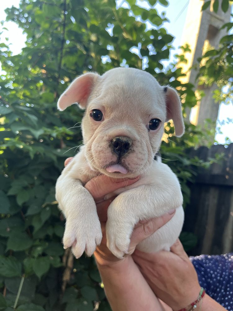 Bulldog francez