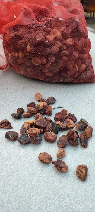 Сушенный урюк. Quritilgan orik