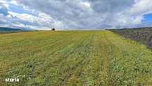 Teren agricol Bivolari 3 parcele