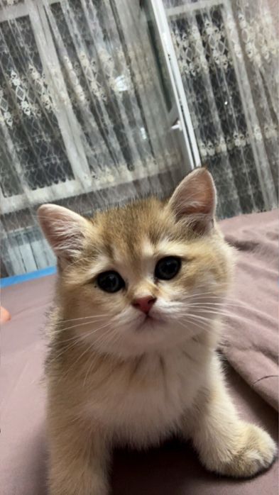 золотие шиншилла сотилади