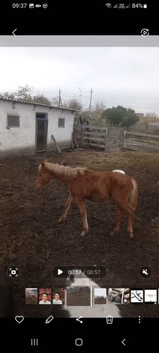 Продам жеребчика