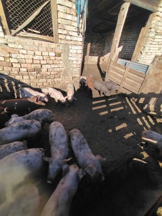 прасенца на два месеца