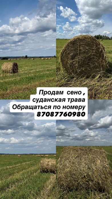Продам Сено суданская трава