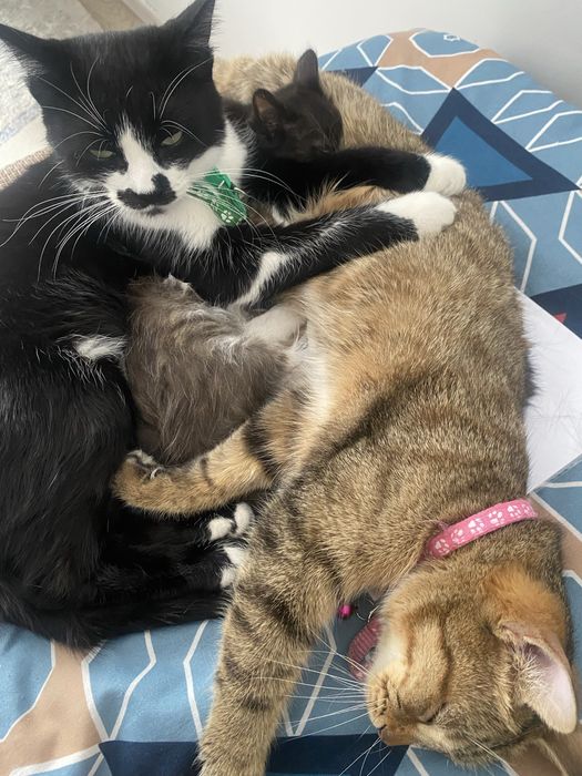 отдам котят даром
