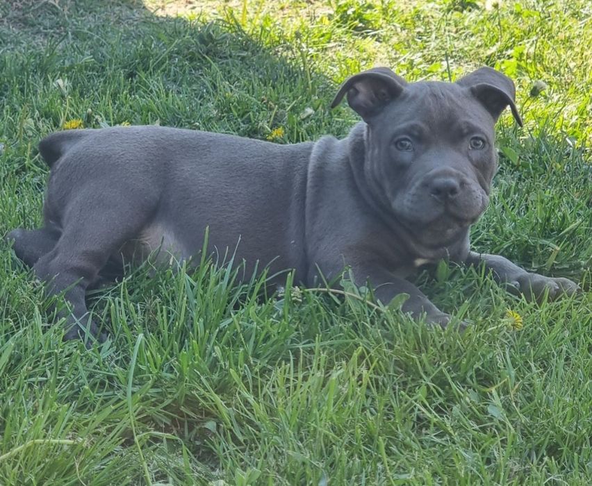 Amstaff blue cu pedigree FCi