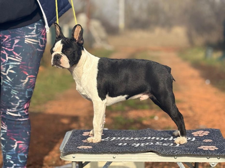 Pui mascul boston terrier