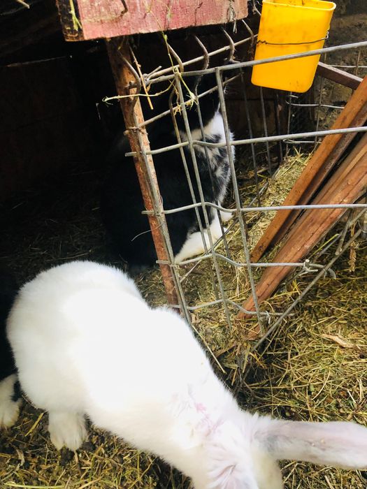 Iepurași de vânzare