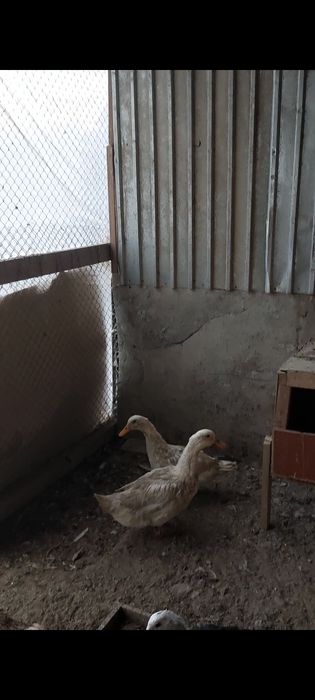 Уйрек сатылады самка самец