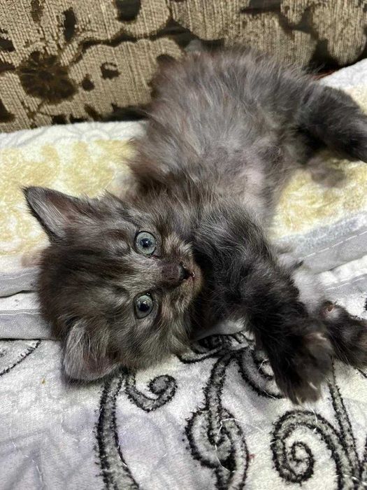 Кошечки ищут семью