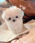 Bichon maltez mini toy