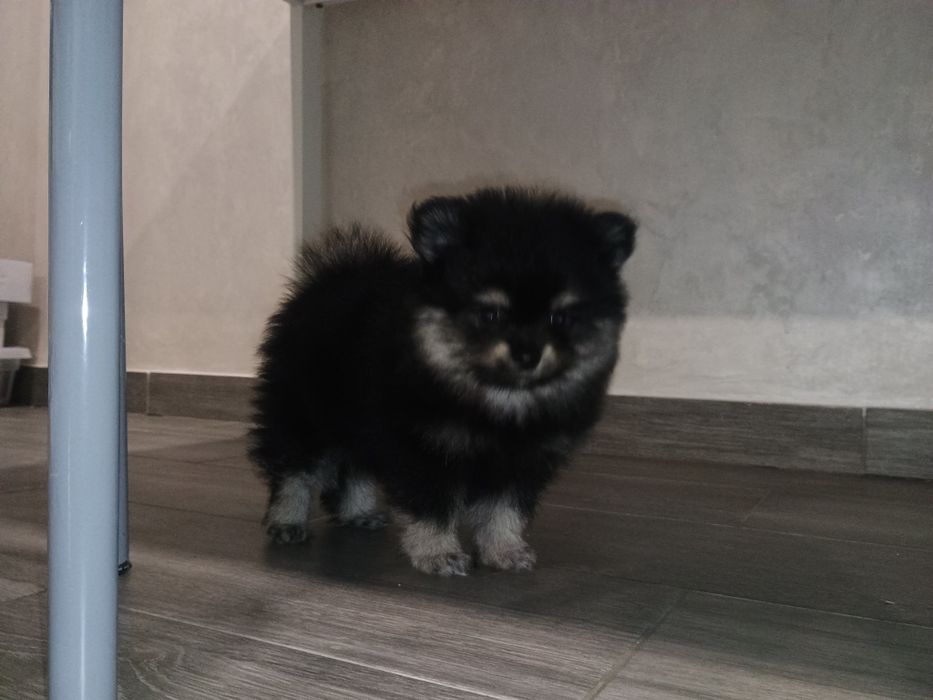 Pomeranian  fetiță