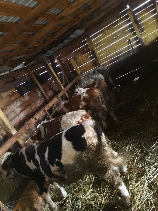 Vand 7 taurasi de rasa varsta cuprinsa 6 7  luni