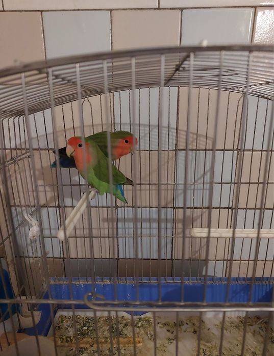 В наличеи имееца побугаи  неразлучки