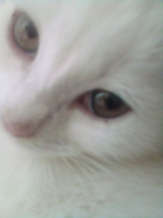 Котята 3 мес продаются