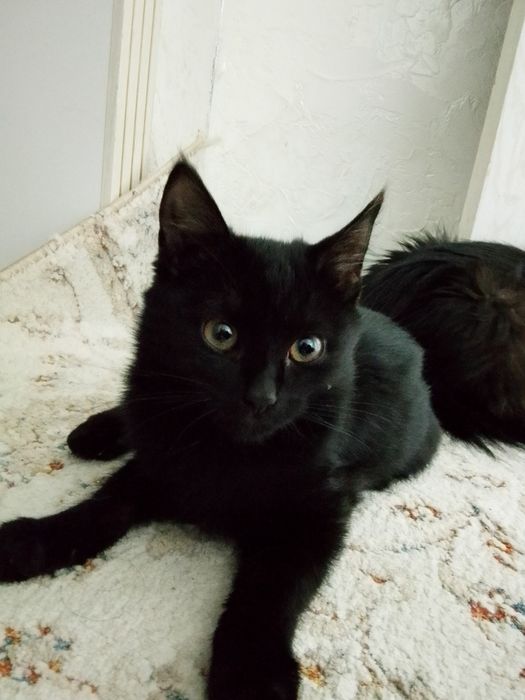 Отдам котенка в доброе руки