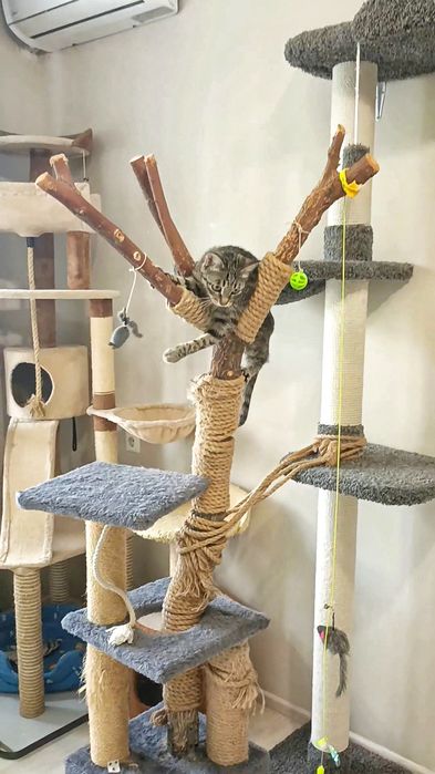 ПЕРЕДЕРЖКА Кошек Зоогостиница