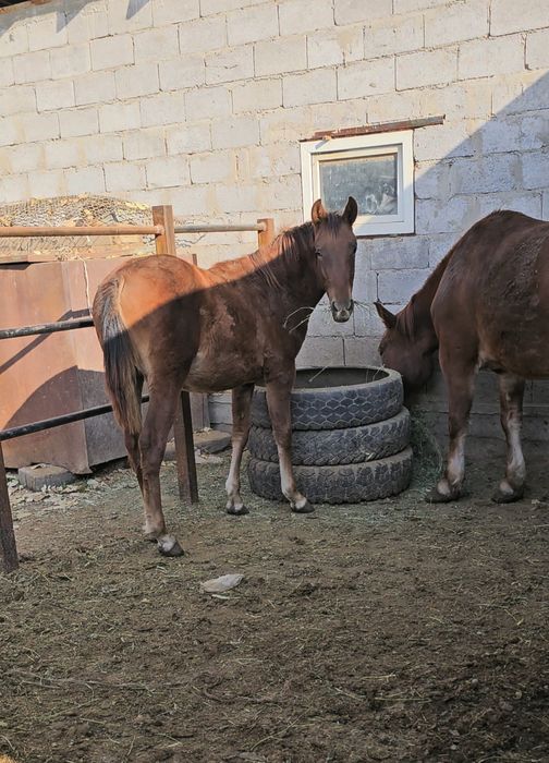 Тяж Бие құлынымен