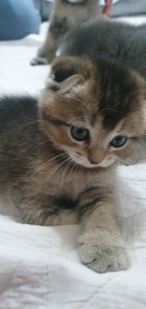 Продаются кошечки скотиш фолд , для желателей даём и маму котят