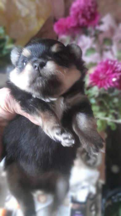 Померанский шпиц мини мишка