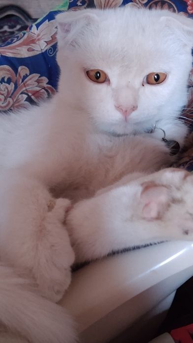 Zotdor mushuk zotga qoʻshish