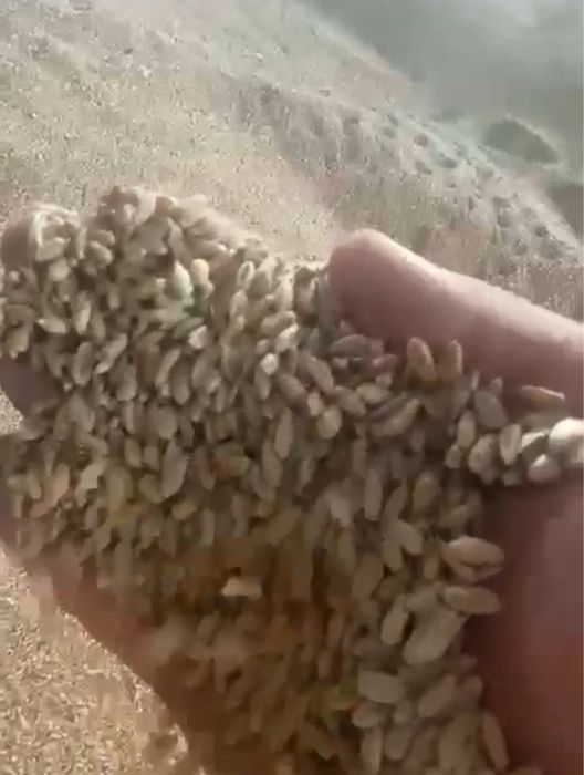 Продам пшеницу 2 класс