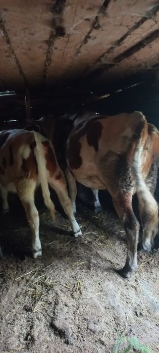 Vacă cu vițea de vânzare