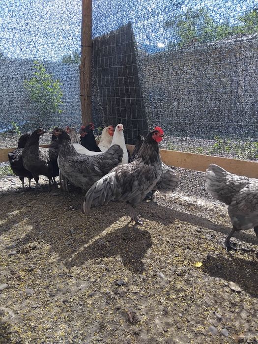 Vând cocoșei Australorp 6 luni