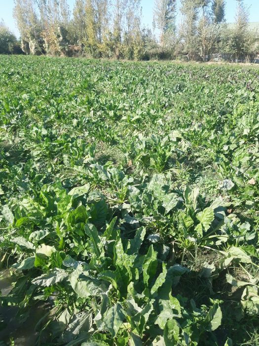 Кормавой лавлаги сотилади