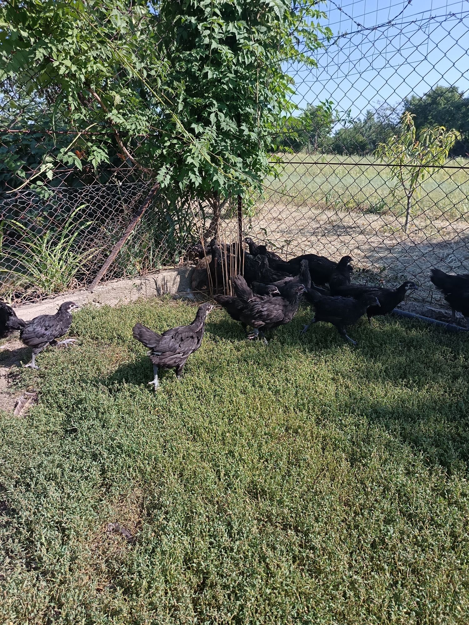 De vânzare pui australorp
