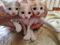 Подаряват се  котета