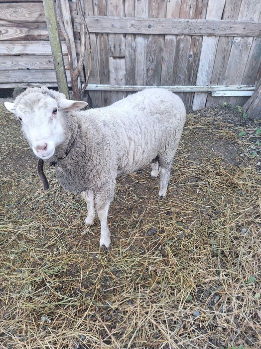 Berbec 35-45 kg , preț 20lei kg în viu