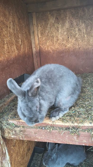 Iepure Albastru Vienez