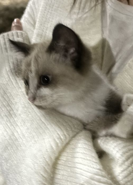 Котенок мальчик сиамский ласковый