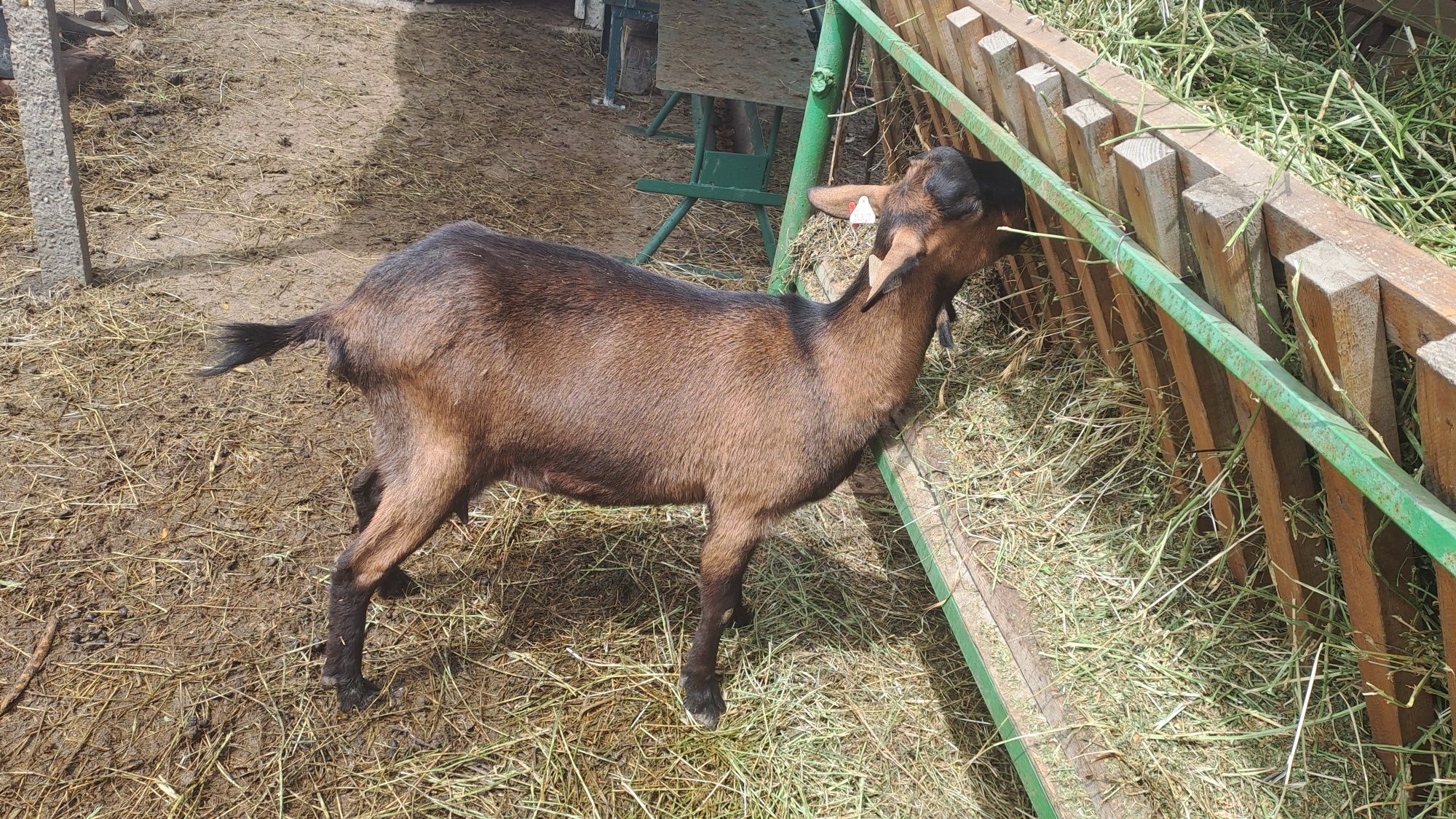 Capra alpina franceza
