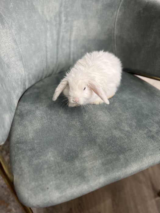 Продам кролика декоративного