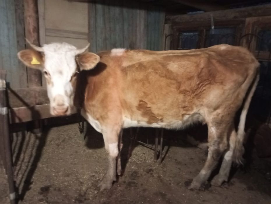 Ірі қара мал сатылады , Симментал.