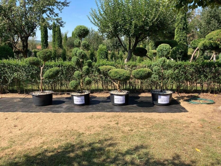 Vand TUIA ACLIMATIZATI ! Pret de producator!