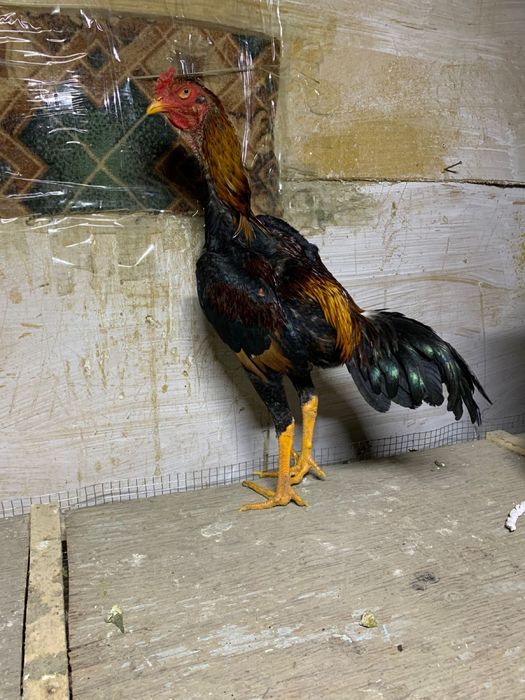 Даганский петух