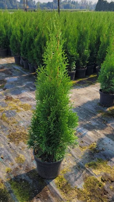 Tuia smaragd 110 120 cm ghiveci 5 l