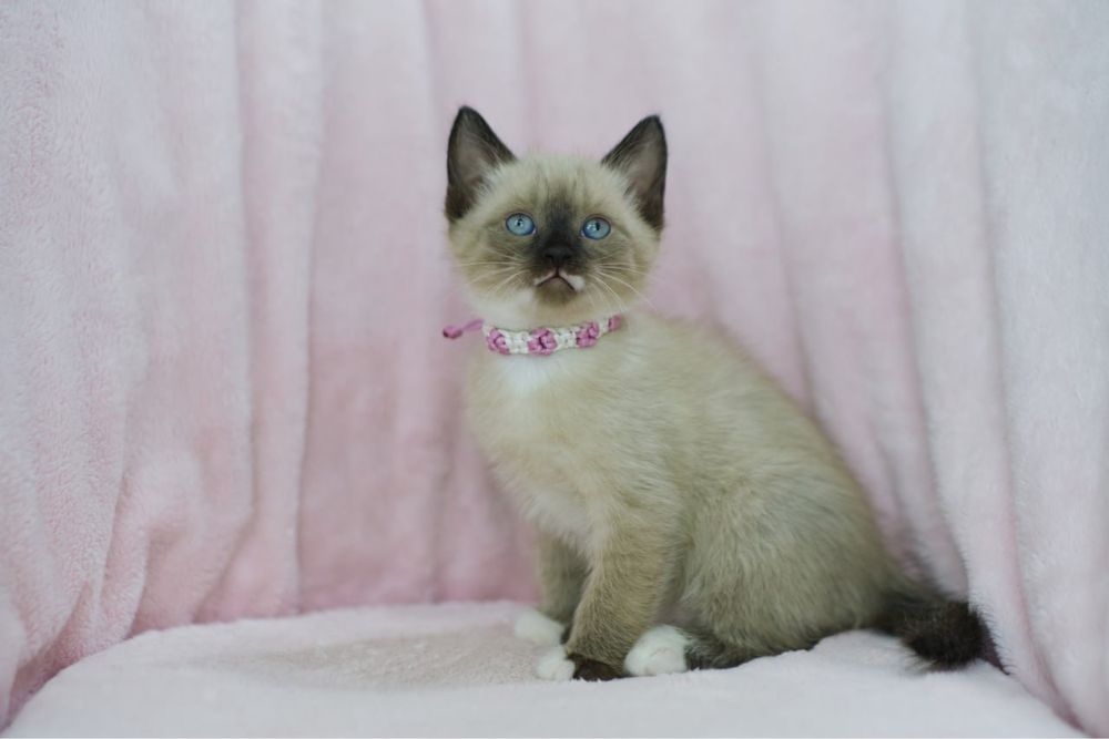Сиамские котята мальчики
