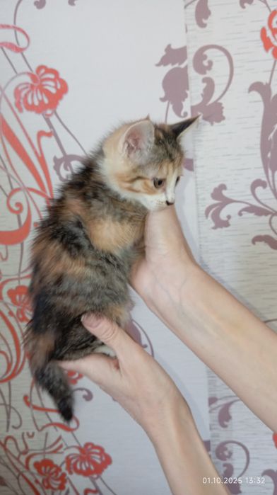 Отдал котёнка в добрые руки