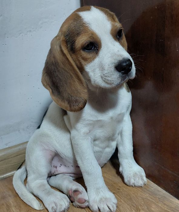 Бигъл кученца търсят приключения