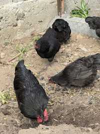 Australorp negru oua pentru incubat