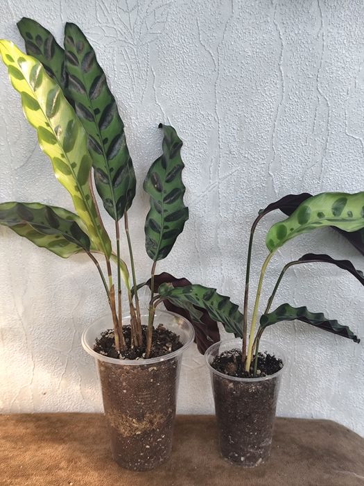 Продам комнатные растения.