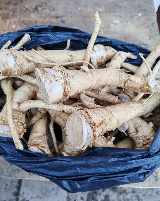 Корень хрена дачный